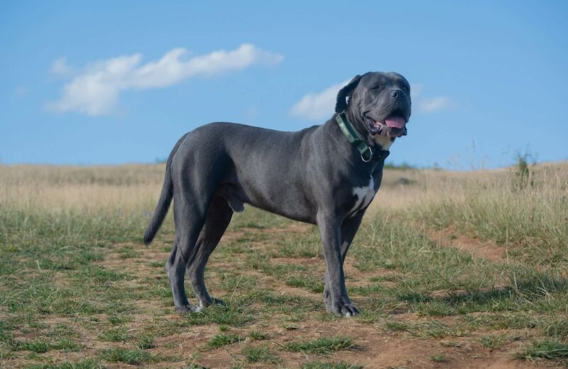 Cane Corso Breed Information