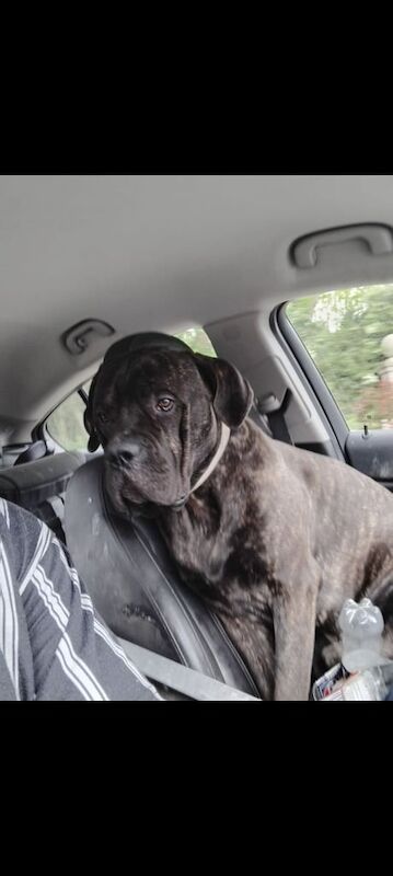 Cane Corso puppies for sale in Fareham, Hampshire – 1 year old