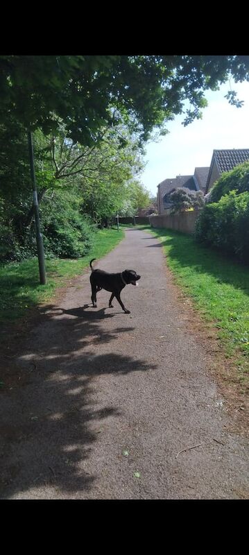 Cane Corso puppies for sale in Fareham, Hampshire – 1 year old - Image 2 of 2