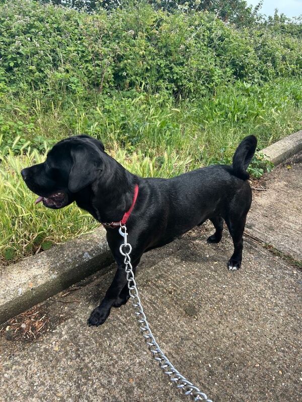1 year old male cane corso pup