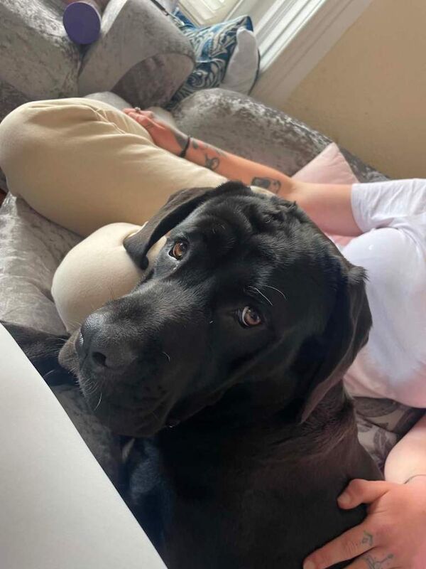 1 year old male cane corso pup - Image 2 of 3