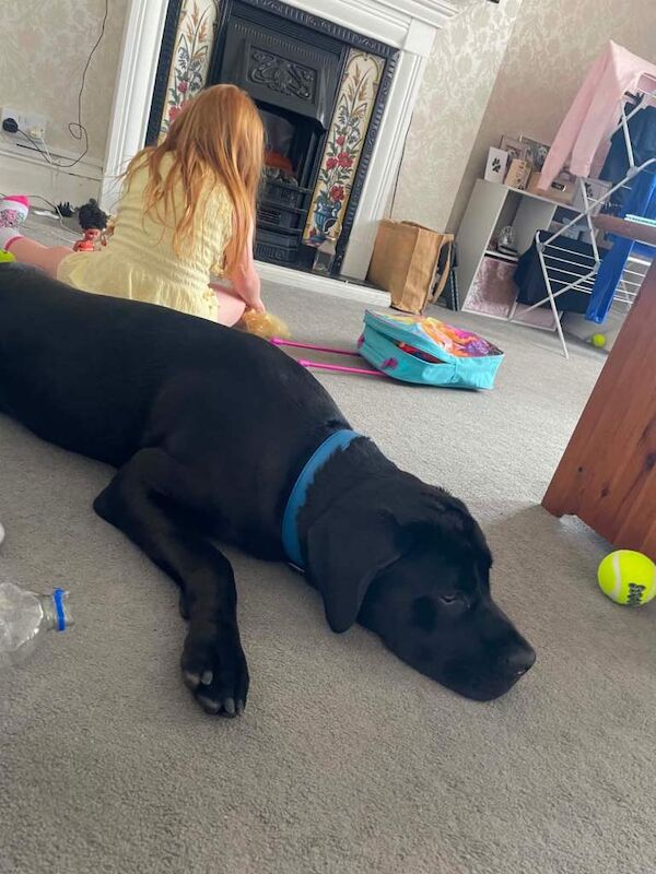 1 year old male cane corso pup - Image 3 of 3