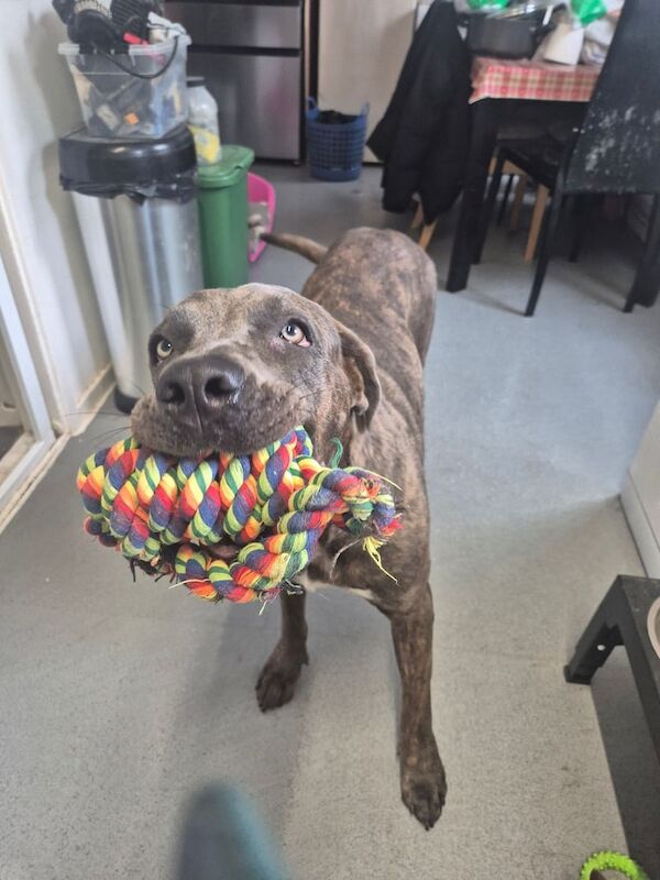 Cane Corso puppies for sale in Northampton, Northamptonshire – 1 year old