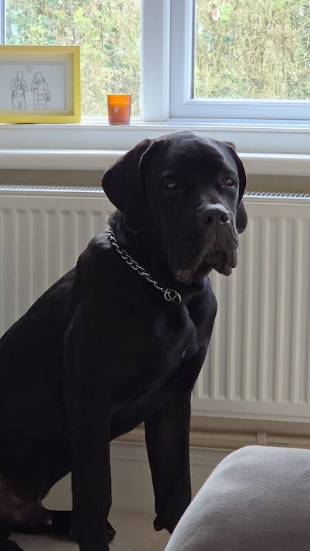 1 yr old entire male cane corso
