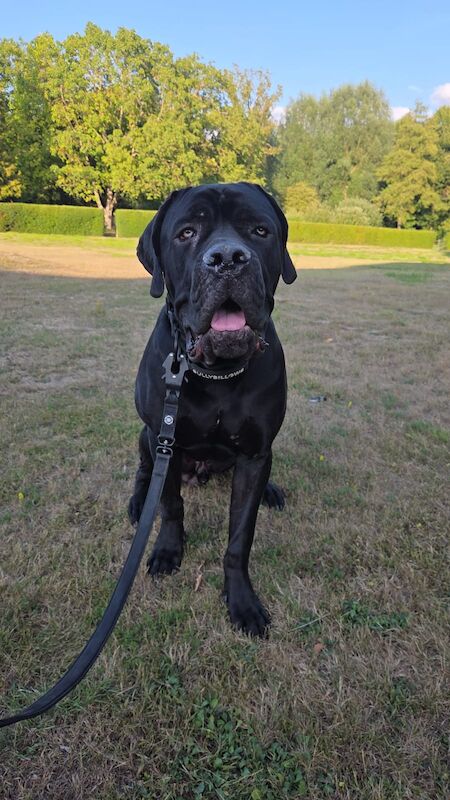 1 yr old entire male cane corso - Image 2 of 6