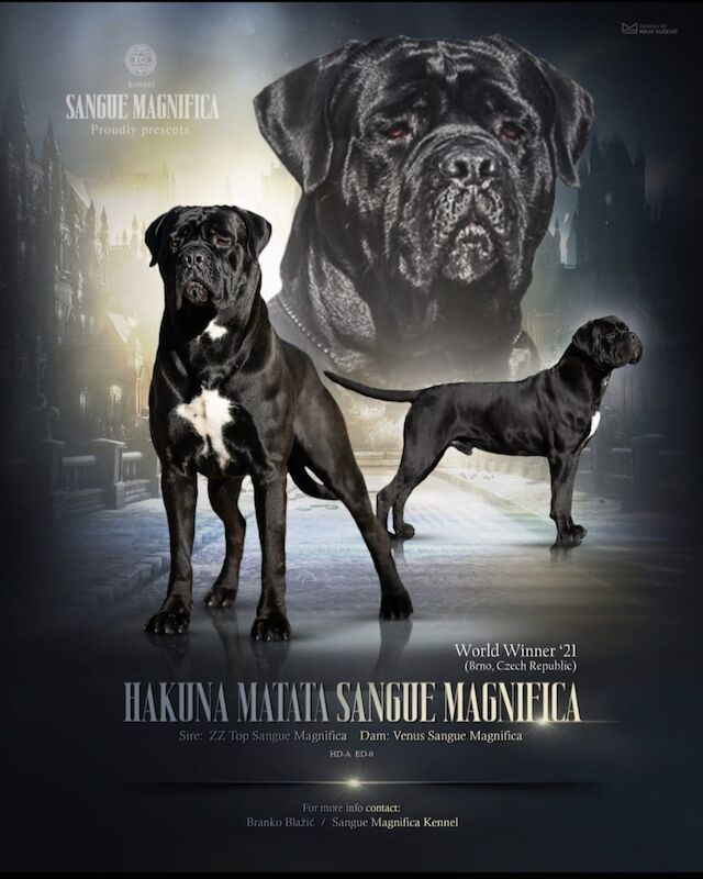 1 yr old entire male cane corso - Image 3 of 6