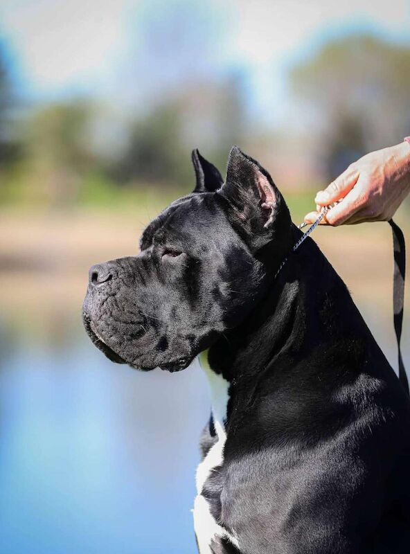 1 yr old entire male cane corso - Image 4 of 6
