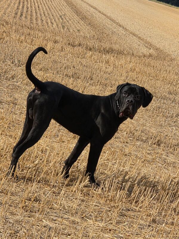 1 yr old entire male cane corso - Image 5 of 6