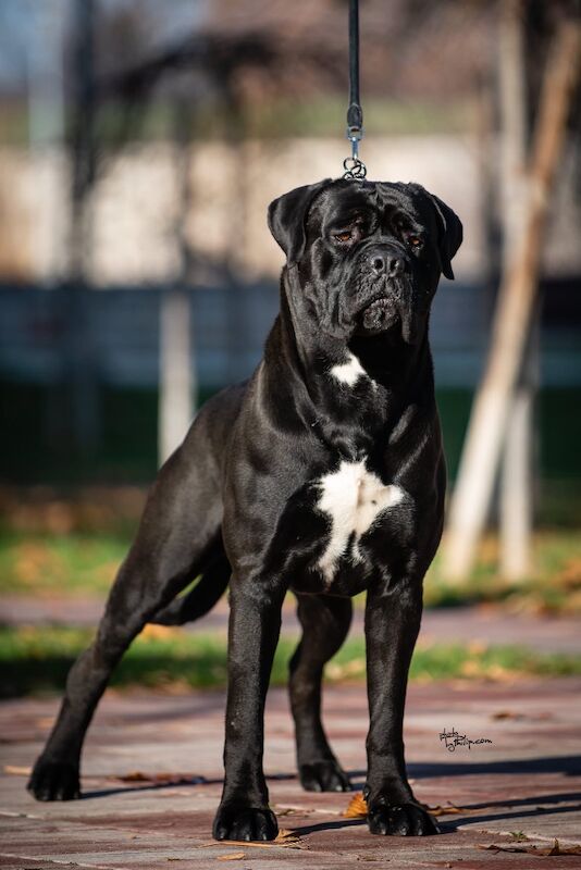 1 yr old entire male cane corso - Image 6 of 6