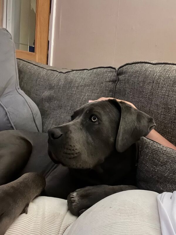 Cane Corso puppies for sale in Cardiff / Caerdydd, South Glamorgan – 9 months old
