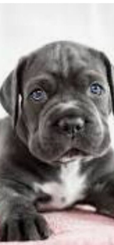 10 week old female blue cane corso puppy for sale in Pelton, Durham