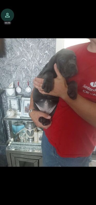 10 week old female blue cane corso puppy for sale in Pelton, Durham | Image 2