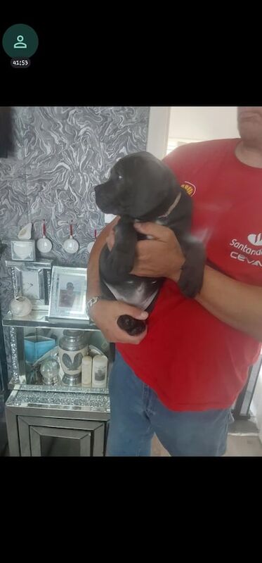 10 week old female blue cane corso puppy for sale in Pelton, Durham | Image 3
