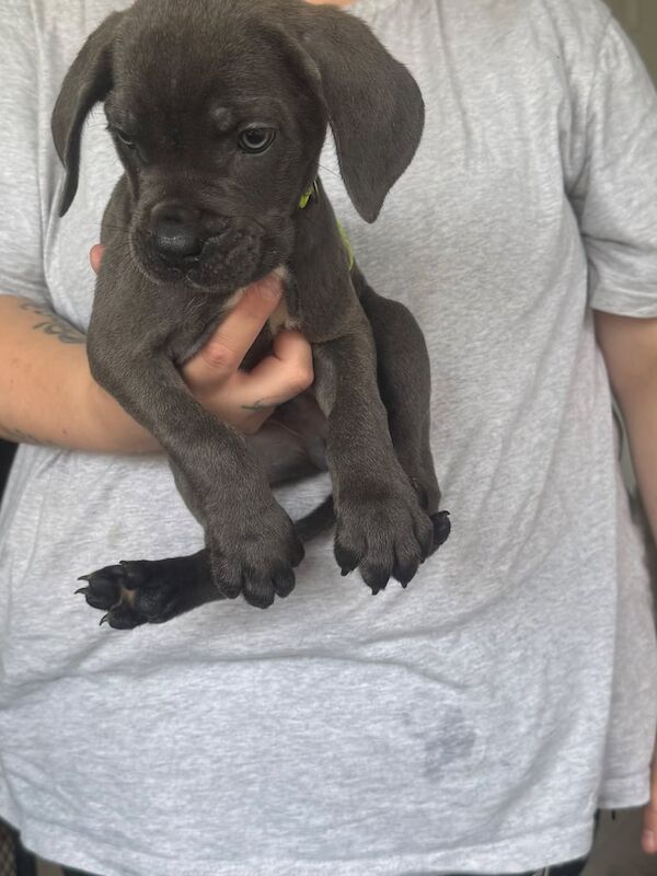 Cane Corso puppies for sale in Mayfield, Midlothian – 7 weeks old