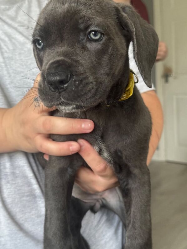 Cane Corso puppies for sale in Mayfield, Midlothian – 7 weeks old - Image 2 of 3