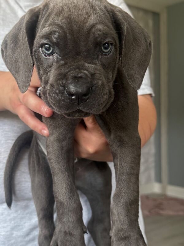 Cane Corso puppies for sale in Mayfield, Midlothian – 7 weeks old - Image 3 of 3