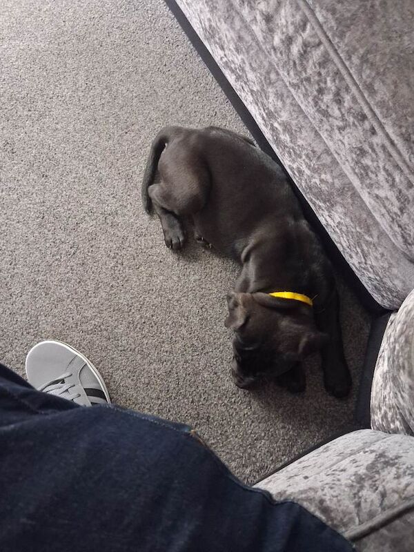 11 week old cane corso sensible offers considered - Image 2 of 3