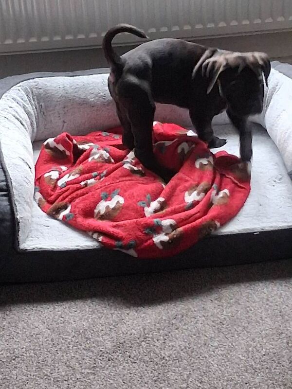 11 week old cane corso sensible offers considered - Image 3 of 3