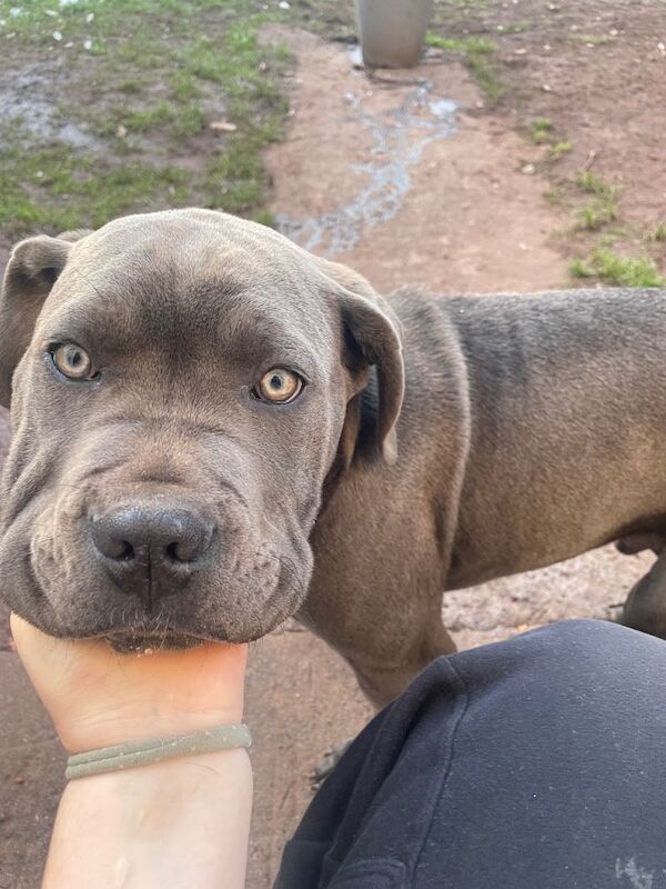 2 beautiful cane corsos - Image 3 of 3