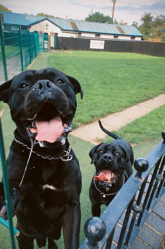 Cane Corso puppies for sale in Southwell, Nottinghamshire – 6 years old