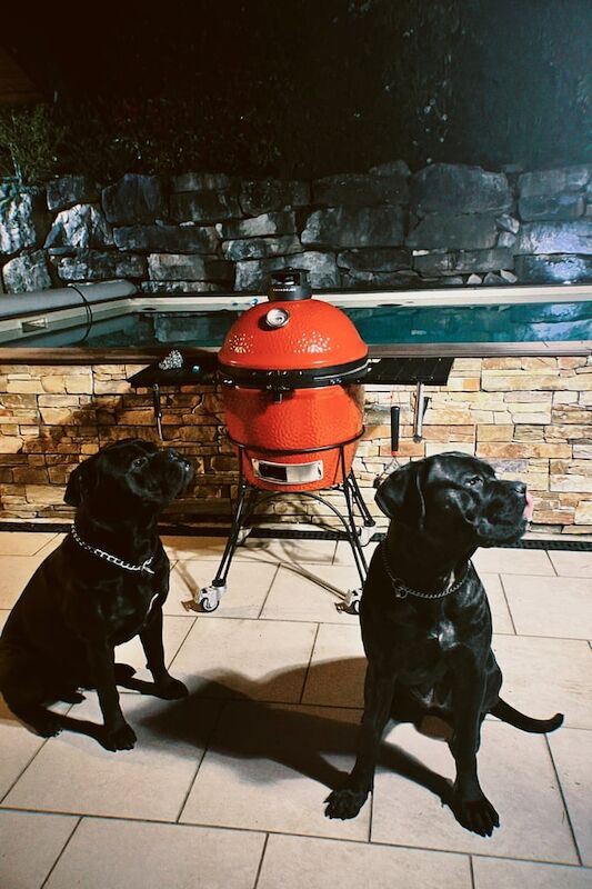 Cane Corso puppies for sale in Southwell, Nottinghamshire – 6 years old - Image 3 of 3