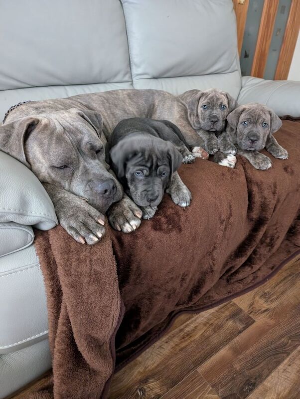 2 Cane Corso Puppies for Sale in Dunoon / Dùn Obhainn, Argyll and Bute