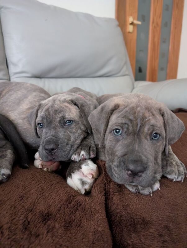 2 Cane Corso Puppies for Sale in Dunoon / Dùn Obhainn, Argyll and Bute - Image 2