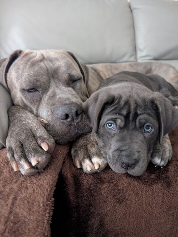 2 Cane Corso Puppies for Sale in Dunoon / Dùn Obhainn, Argyll and Bute - Image 3