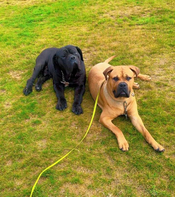 2 cane corsos father and son