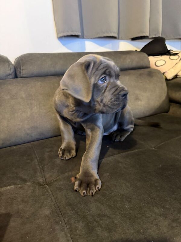 Cane Corso puppies for sale in Two Mile Ash, Buckinghamshire – 8 weeks old