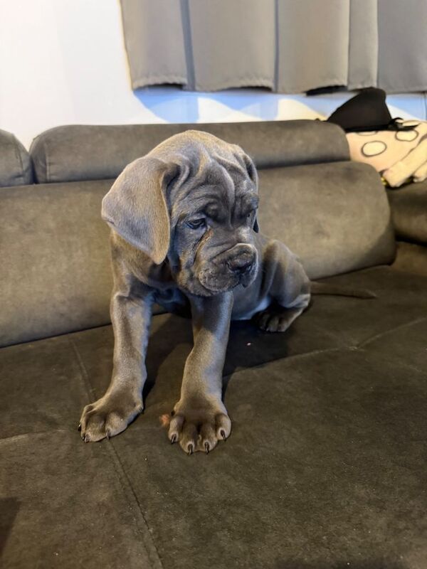 Cane Corso puppies for sale in Two Mile Ash, Buckinghamshire – 8 weeks old - Image 2 of 3