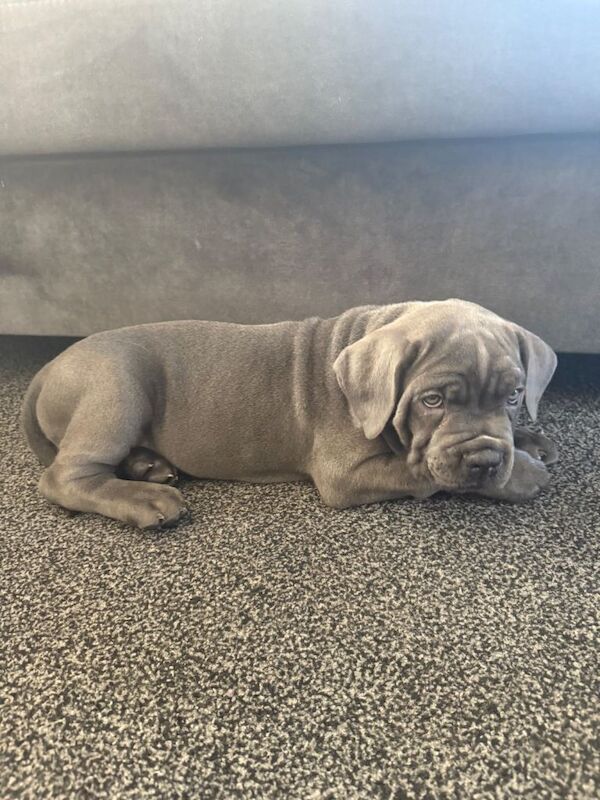 Cane Corso puppies for sale in Two Mile Ash, Buckinghamshire – 8 weeks old - Image 3 of 3