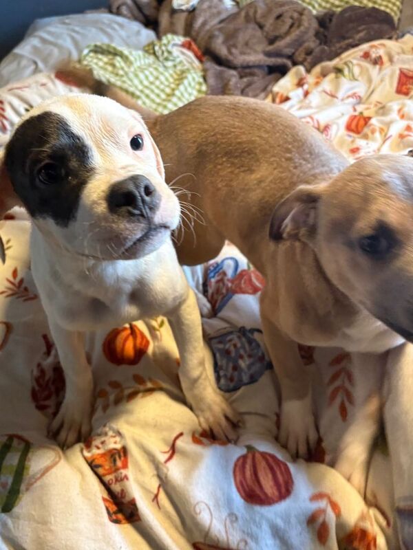 2 x Cane Corso x Staffy puppies