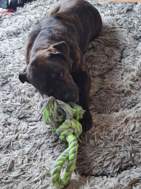 Cane Corso puppies for sale in South Elmsall, West Yorkshire – 2 years old - Image 3 of 3