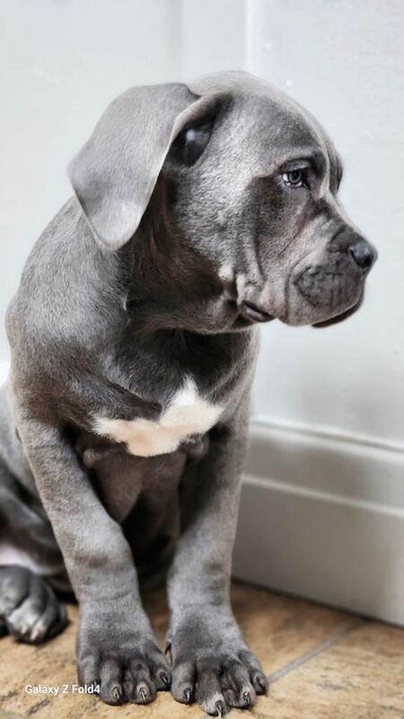 Cane Corso puppies for sale in Brockworth, Gloucestershire – 3 months old