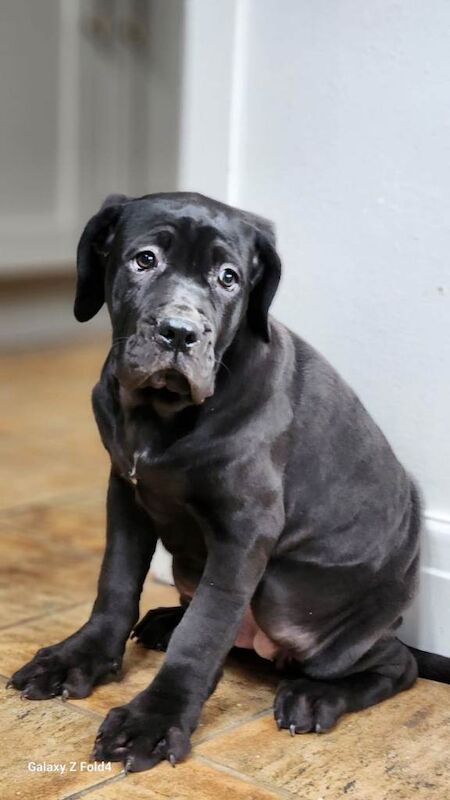 Cane Corso puppies for sale in Brockworth, Gloucestershire – 3 months old - Image 3 of 6