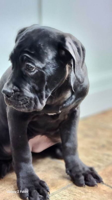 Cane Corso puppies for sale in Brockworth, Gloucestershire – 3 months old - Image 4 of 6