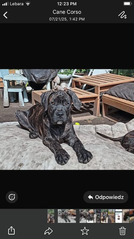 Cane Corso puppies for sale in Uxbridge, Greater London – 3 months old