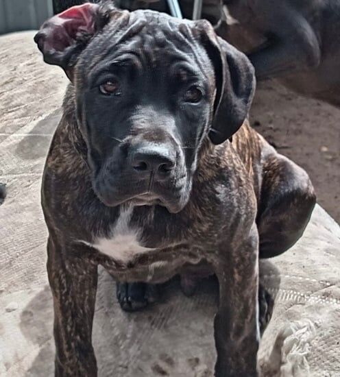 Cane Corso puppies for sale in Uxbridge, Greater London – 3 months old - Image 2 of 2