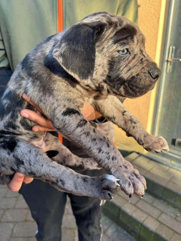 3 puppies for sale in Wallington, Greater London