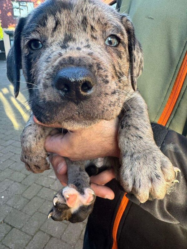 3 puppies for sale in Wallington, Greater London - Image 2