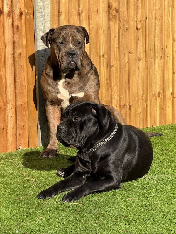 3 puppies for sale in Wallington, Greater London - Image 3