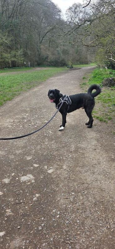 3 year old male cane corso x American akita