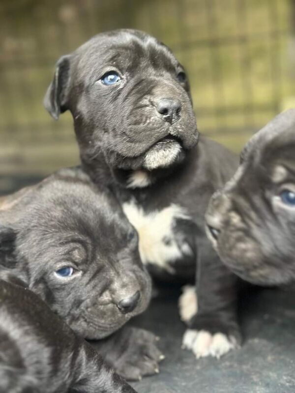 Cane Corso puppies for sale in Enfield, Greater London – 5 weeks old