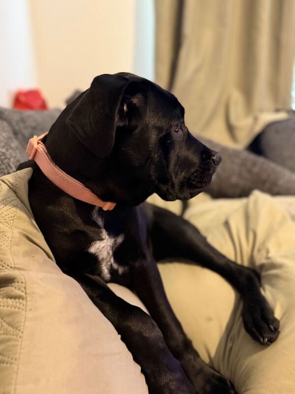 Cane Corso Puppies For Sale