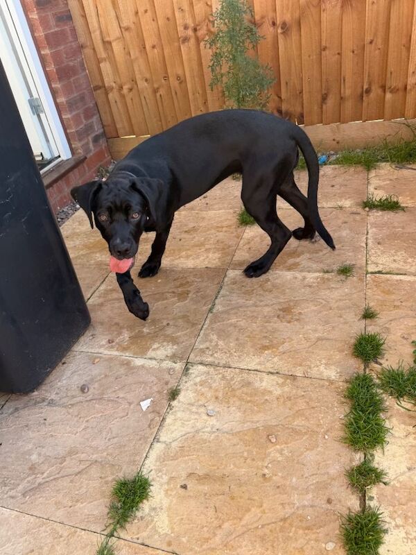 5 month old Cane Corso - Image 2 of 3