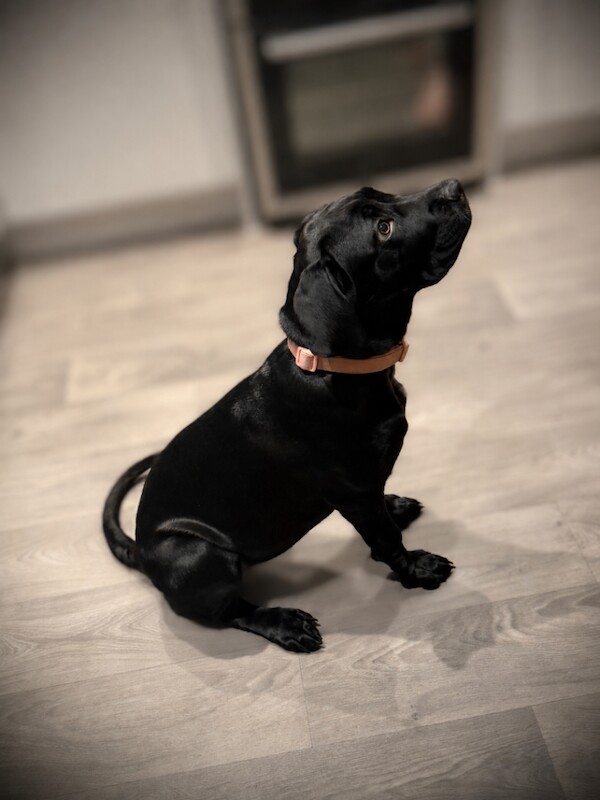 5 month old Cane Corso - Image 3 of 3