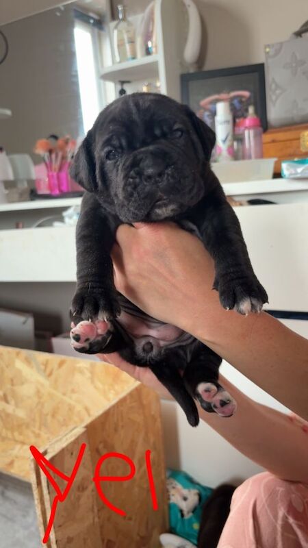 6 CANE CORSO puppies / 4 male 2 female - Image 2 of 6