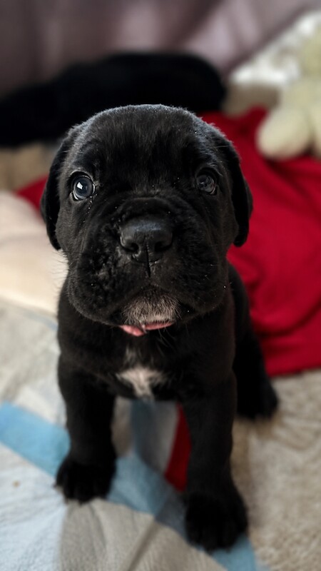 6 CANE CORSO puppies / 4 male 2 female - Image 3 of 6