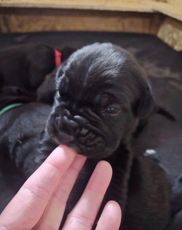 6 CANE CORSO puppies / 4 male 2 female - Image 4 of 6